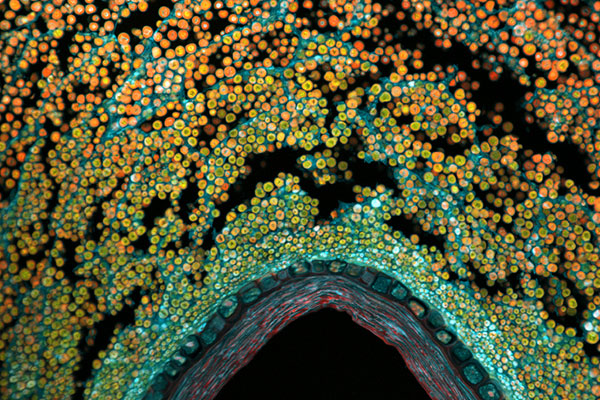 Optical core image