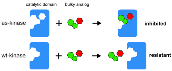 Chemical-genetic strategy for specific kinase inhibition