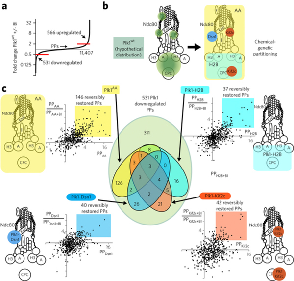 10-plex tandem mass tag phosphoproteomic analysis of Plk1 partitioned by locale along the kinetochore-centromere KT axis