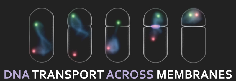 Image of DNA transport across membranes