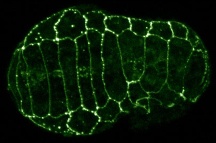 A C. elegans embryo expressing AJM-1::GFP