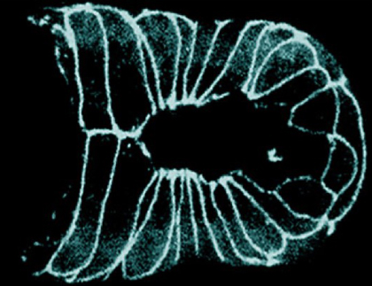 A C. elegans embryo undergoing ventral enclosure expressing a DLG-1::GFP translational fusion protein
