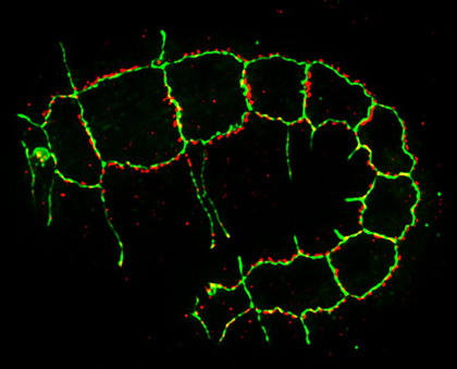 An elongating C. elegans embryo