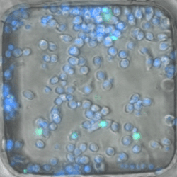 Image of cells for Biomanufacturing