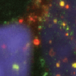 Image for gene editing