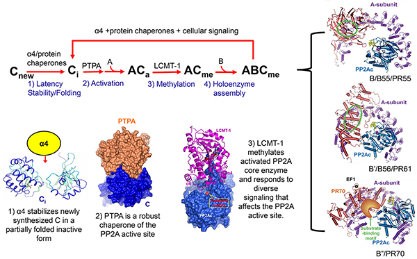 Image for Protein phosphatase 2A 