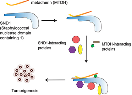 Image for SND1-MTDH signaling