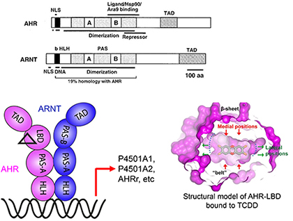 Image for Aryl hydrocarbon receptor signaling