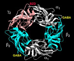 Figure 1. GABAAR homology model of extracellular NH2 domain.