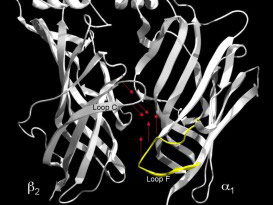 Figure 2. GABA binding site subunit interface. 