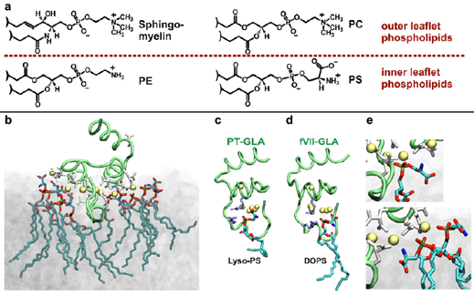Applications figure 3: Allosteric regulation of blood coagulation.