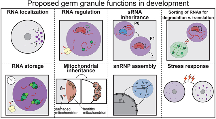Proposed germ granule functions in development