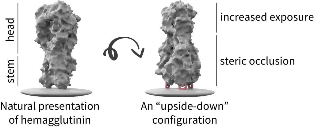 Vaccine design via antigen reorientation (PMID: 38225471)
