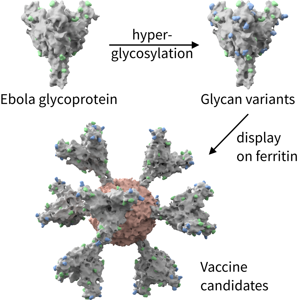 Design of universal Ebola virus vaccine candidates via immunofocusing (PMID: 38319964).