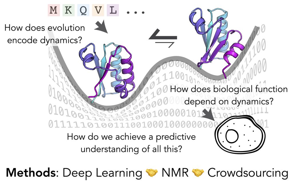 Schematic representation of research, from understanding how dynamics are encoded in proteins to understnad the biological role of dynamics